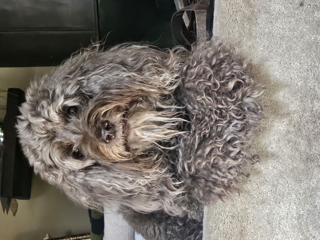 Barklie, a curly-haired dog, looking toward the camera