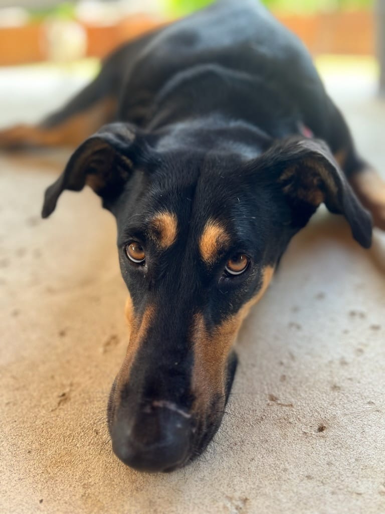 Candi, an adoptable Shepherd mix available for adoption in Dallas–Fort Worth