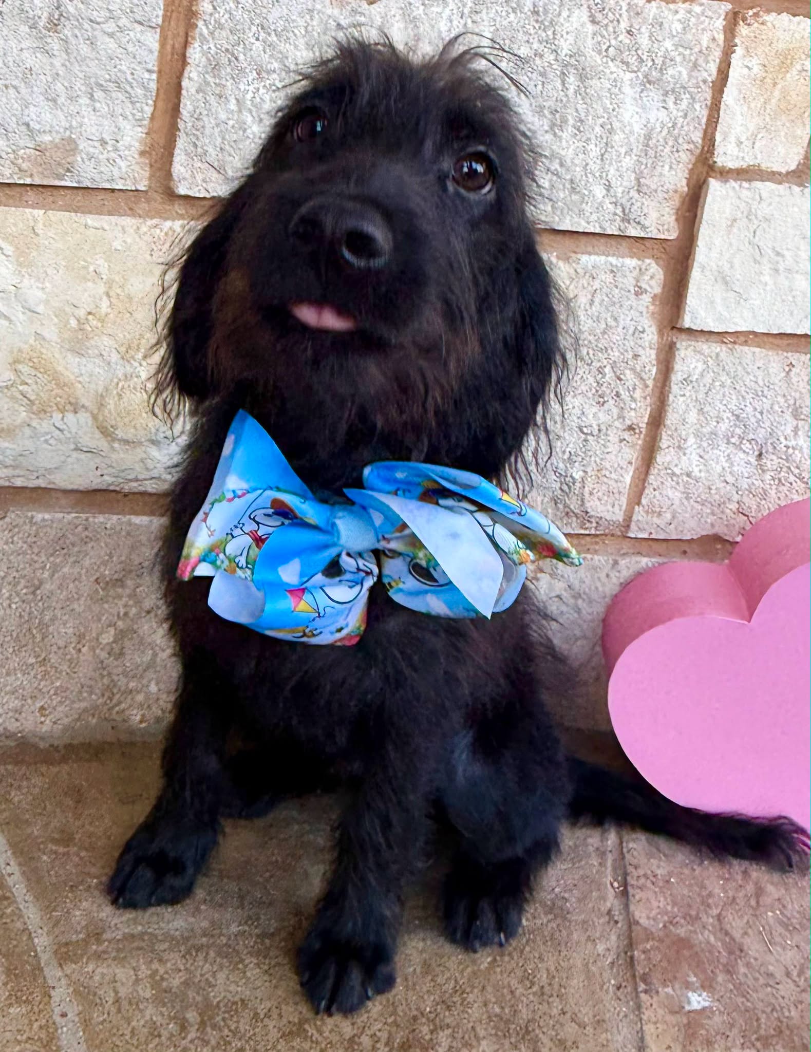 Baker, an adoptable Doodle available for adoption in Dallas–Fort Worth