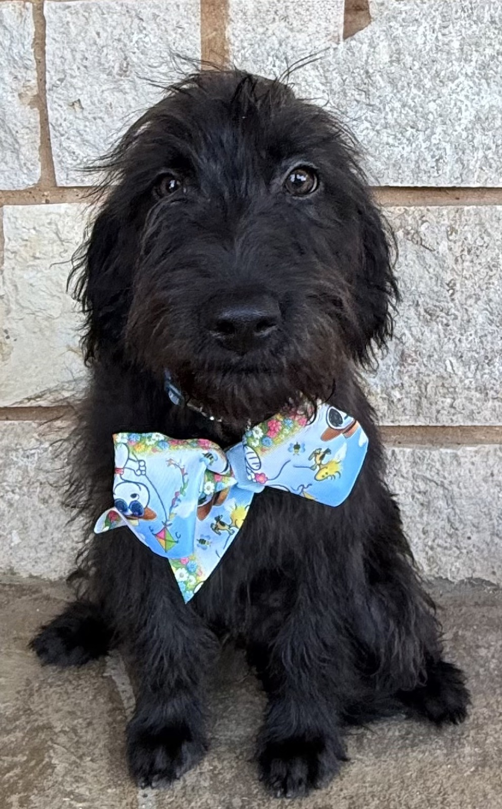 Bauer, an adoptable Doodle available for adoption in Dallas–Fort Worth
