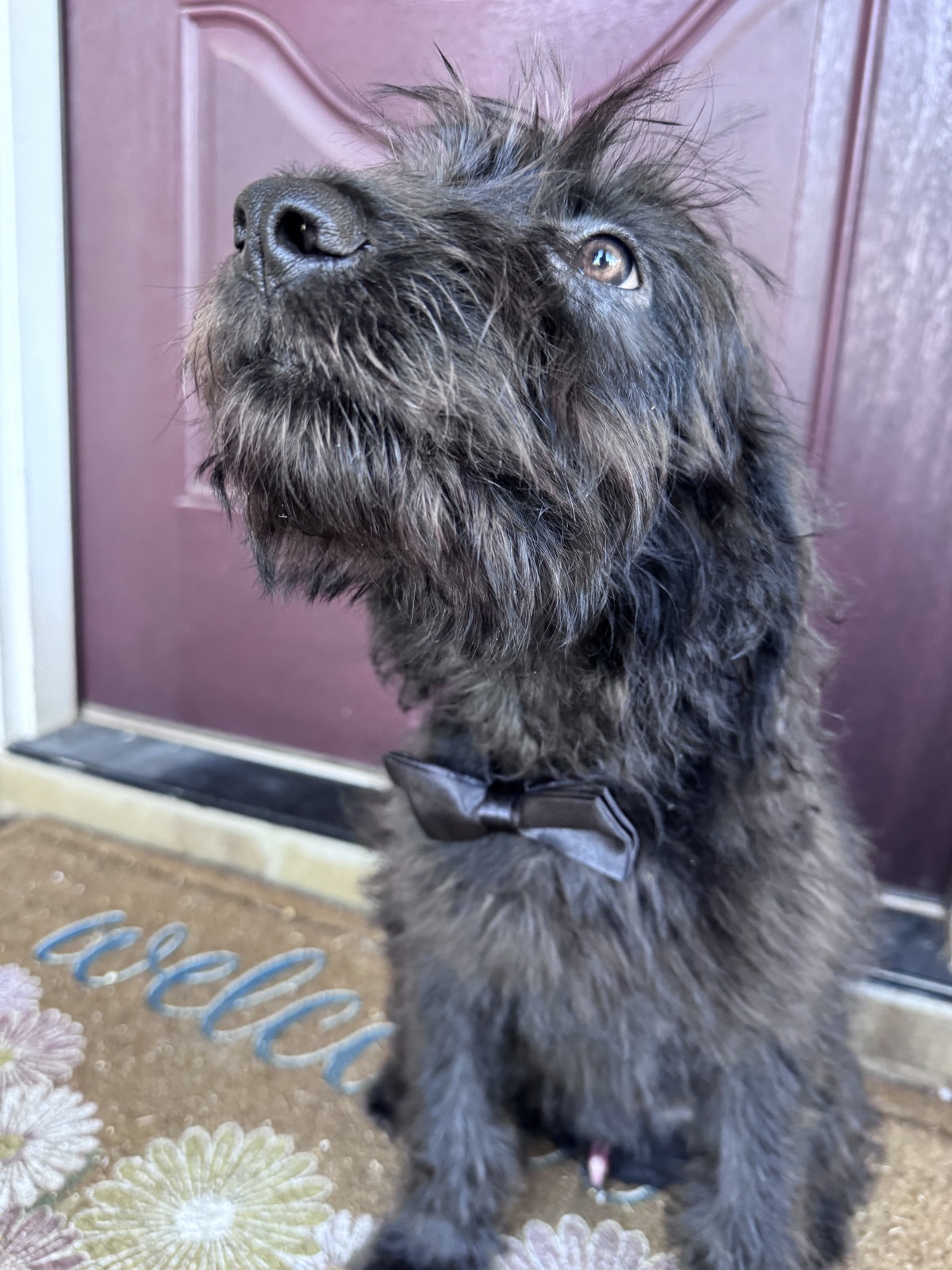 Baur available for adoption in Dallas–Fort Worth