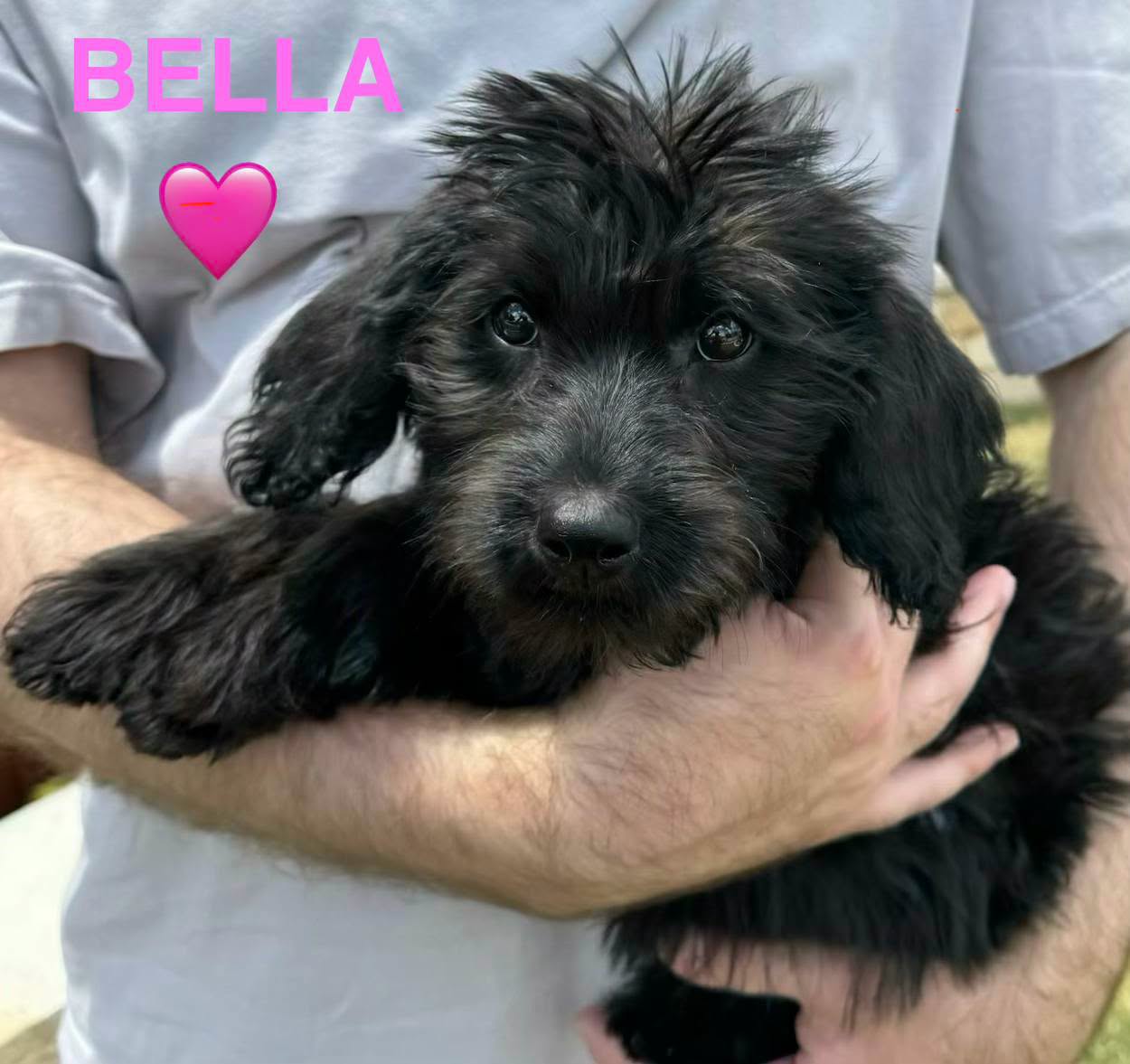 Bella, an adoptable Doodle available for adoption in Dallas–Fort Worth