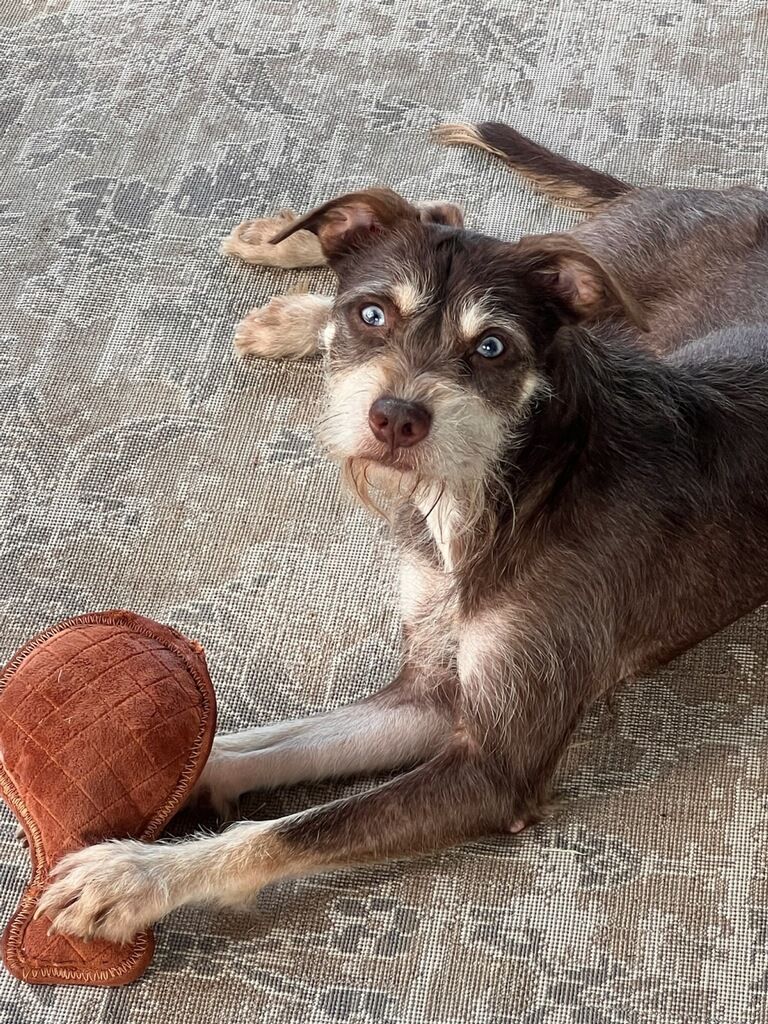 Bernadette, an adoptable Fox Terrier available for adoption in Dallas–Fort Worth