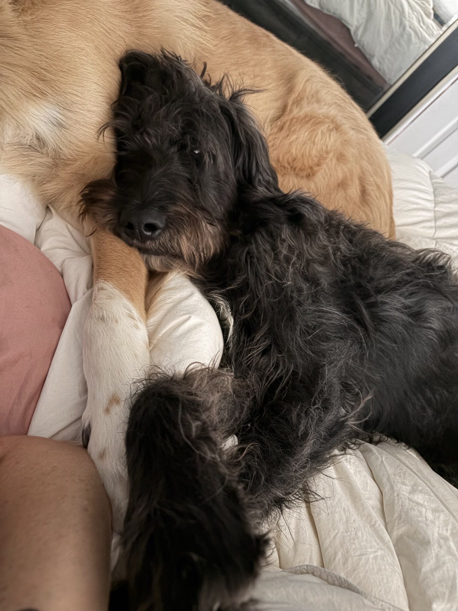 Bishop, an adoptable Labradoodle available for adoption in Dallas–Fort Worth