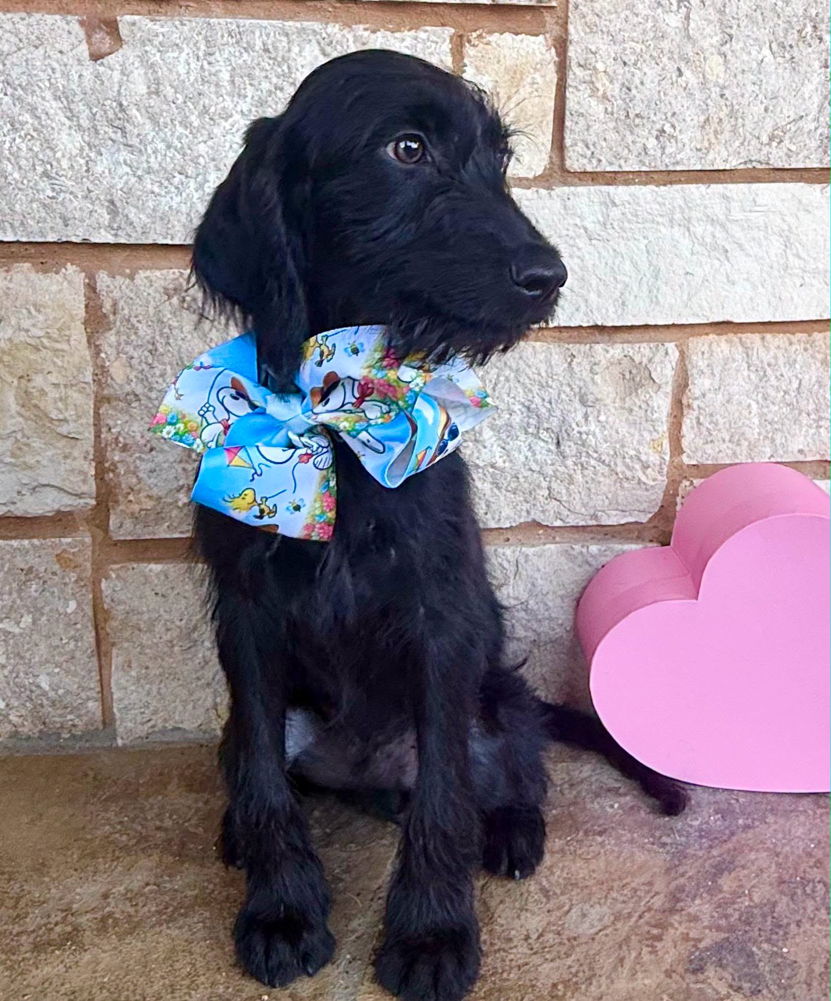 Brix, an adoptable Doodle available for adoption in Dallas–Fort Worth