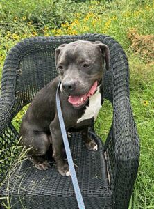 Capone, an adoptable Staffordshire Bull Terrier mix available for adoption in Dallas–Fort Worth
