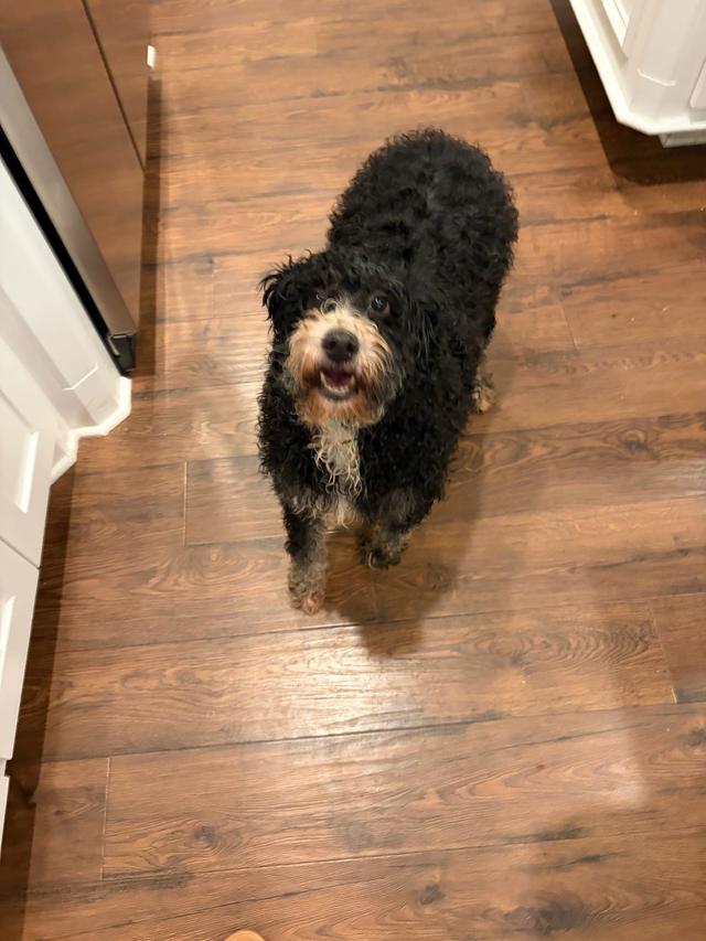 Blanche available for adoption in Dallas–Fort Worth