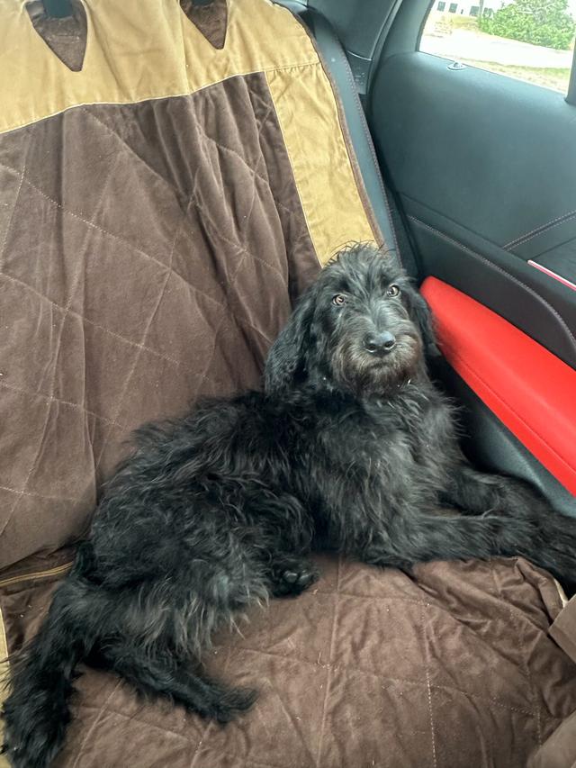 Brix, an adoptable Doodle available for adoption in Dallas–Fort Worth