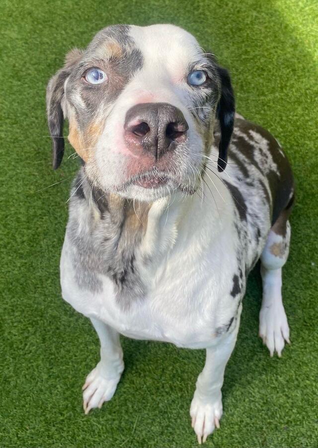 Ernie, an adoptable Catahoula mix available for adoption in Dallas–Fort Worth