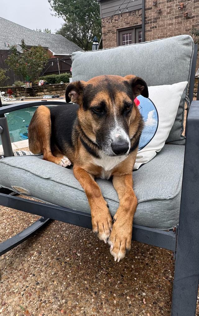 Fiona, an adoptable Australian Cattle Dog available for adoption in Dallas–Fort Worth