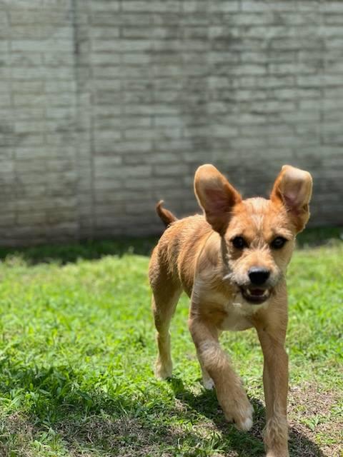 Hazel, an adoptable Mixed breed puppy available for adoption in Dallas–Fort Worth