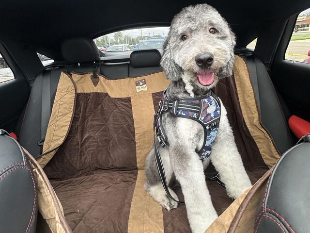Kylo, an adoptable Doodle mix available for adoption in Dallas–Fort Worth