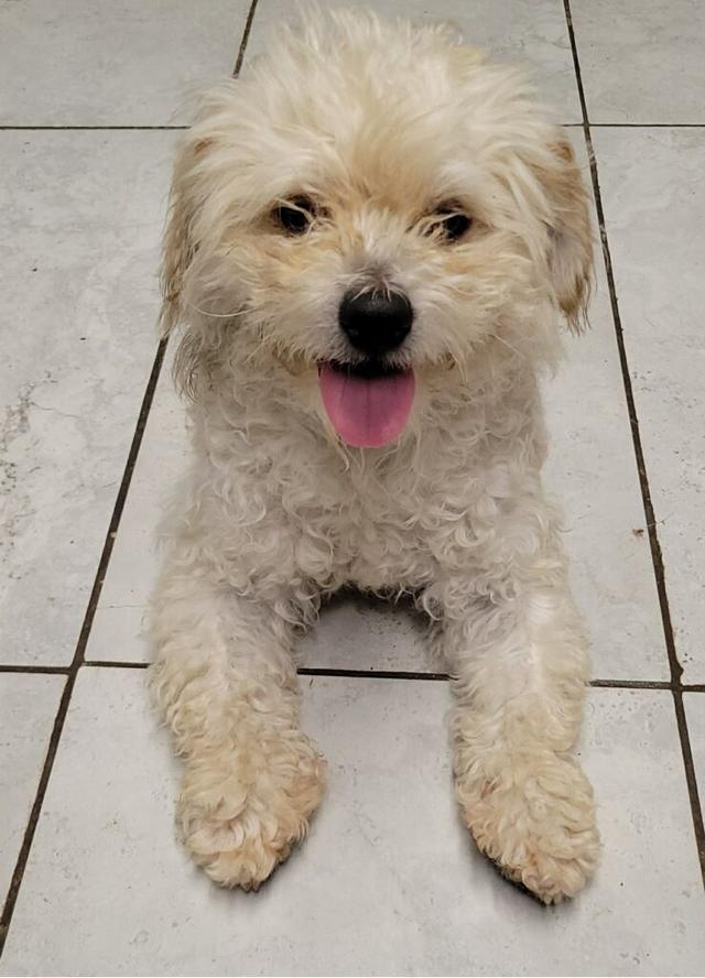 Ollie, an adoptable Terrier mix available for adoption in Dallas–Fort Worth
