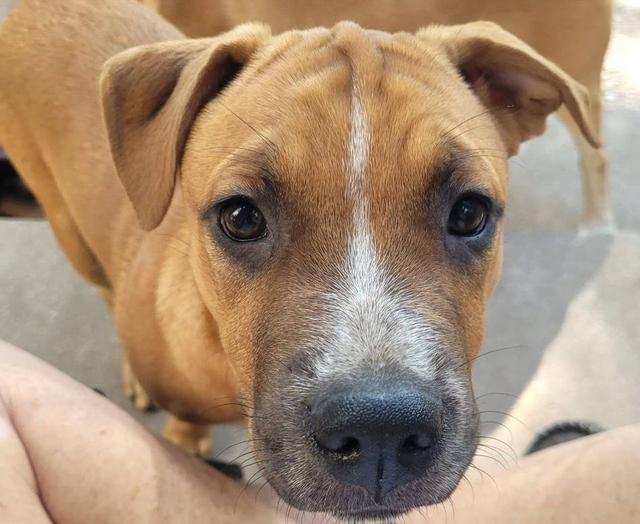 Rooster, an adoptable Lab mix available for adoption in Dallas–Fort Worth