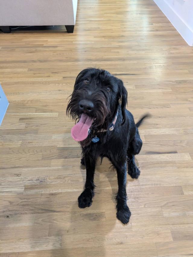 Scout, an adoptable Dog available for adoption in Dallas–Fort Worth