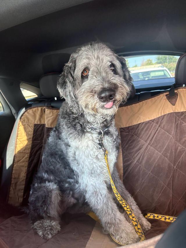 Sully, an adoptable Dog available for adoption in Dallas–Fort Worth
