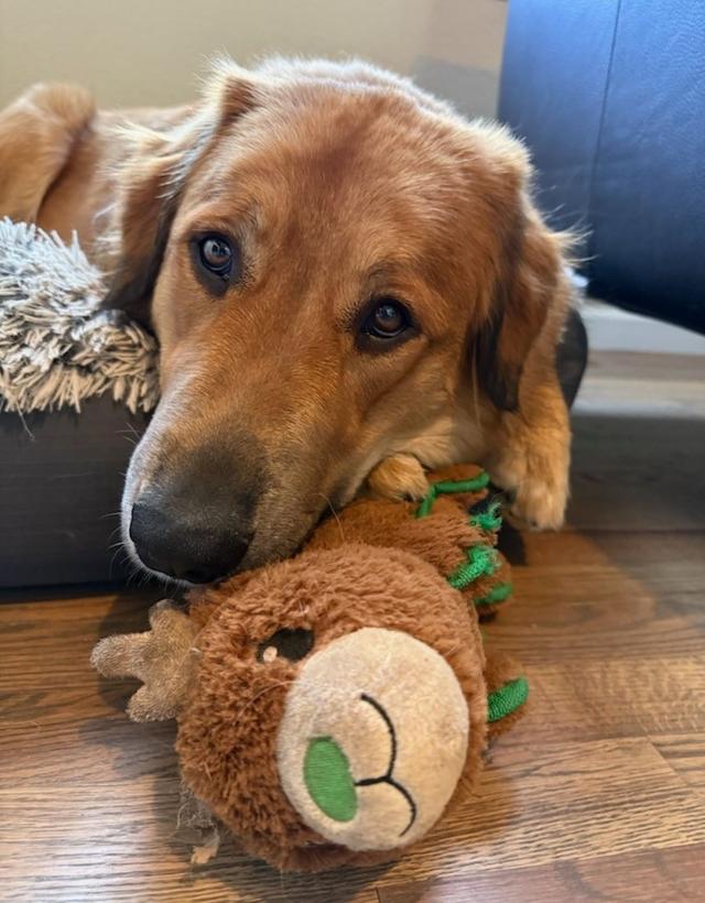 Tilly, an adoptable Pyrenees mix available for adoption in Dallas–Fort Worth
