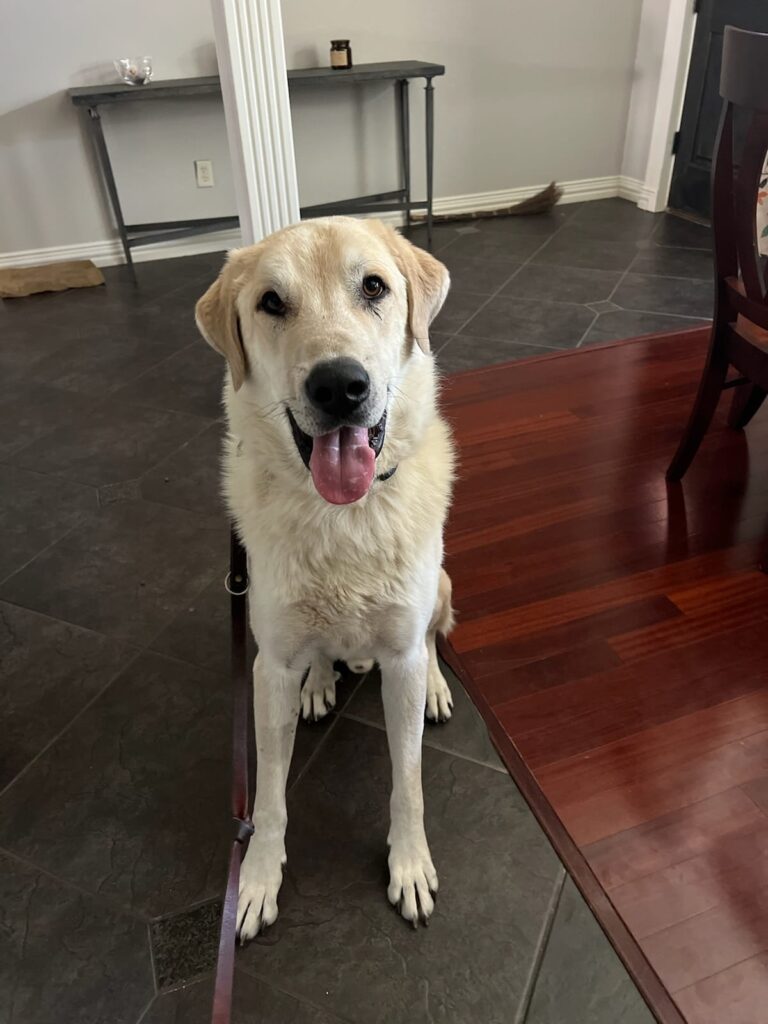 Charlie, an adoptable Pyrenees mix available for adoption in Dallas–Fort Worth