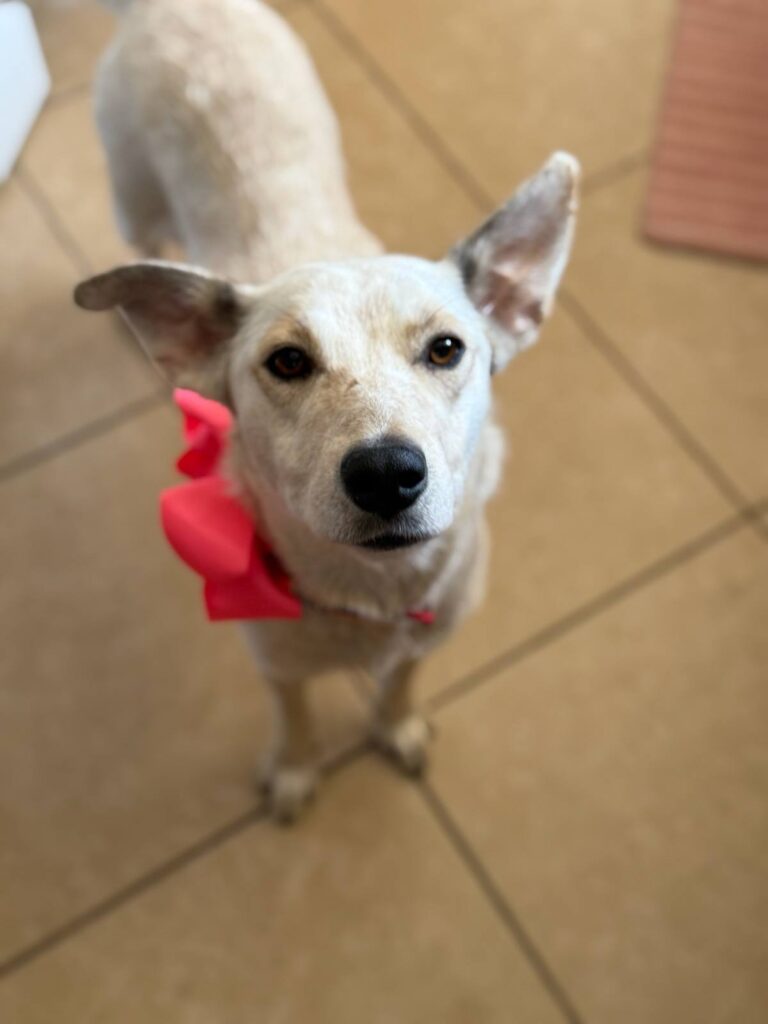 Chrissy, an adoptable Australian Cattle Dog available for adoption in Dallas–Fort Worth