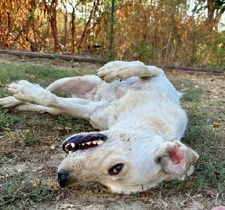 Chrissy, an adoptable Australian Cattle Dog available for adoption in Dallas–Fort Worth