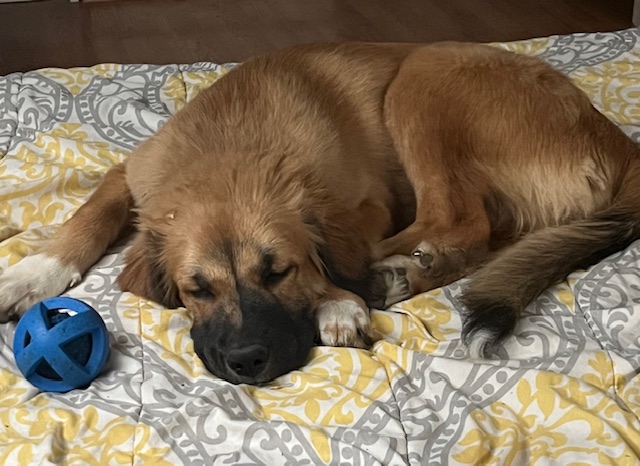 Ellie, an adoptable Pyrenees available for adoption in Dallas–Fort Worth