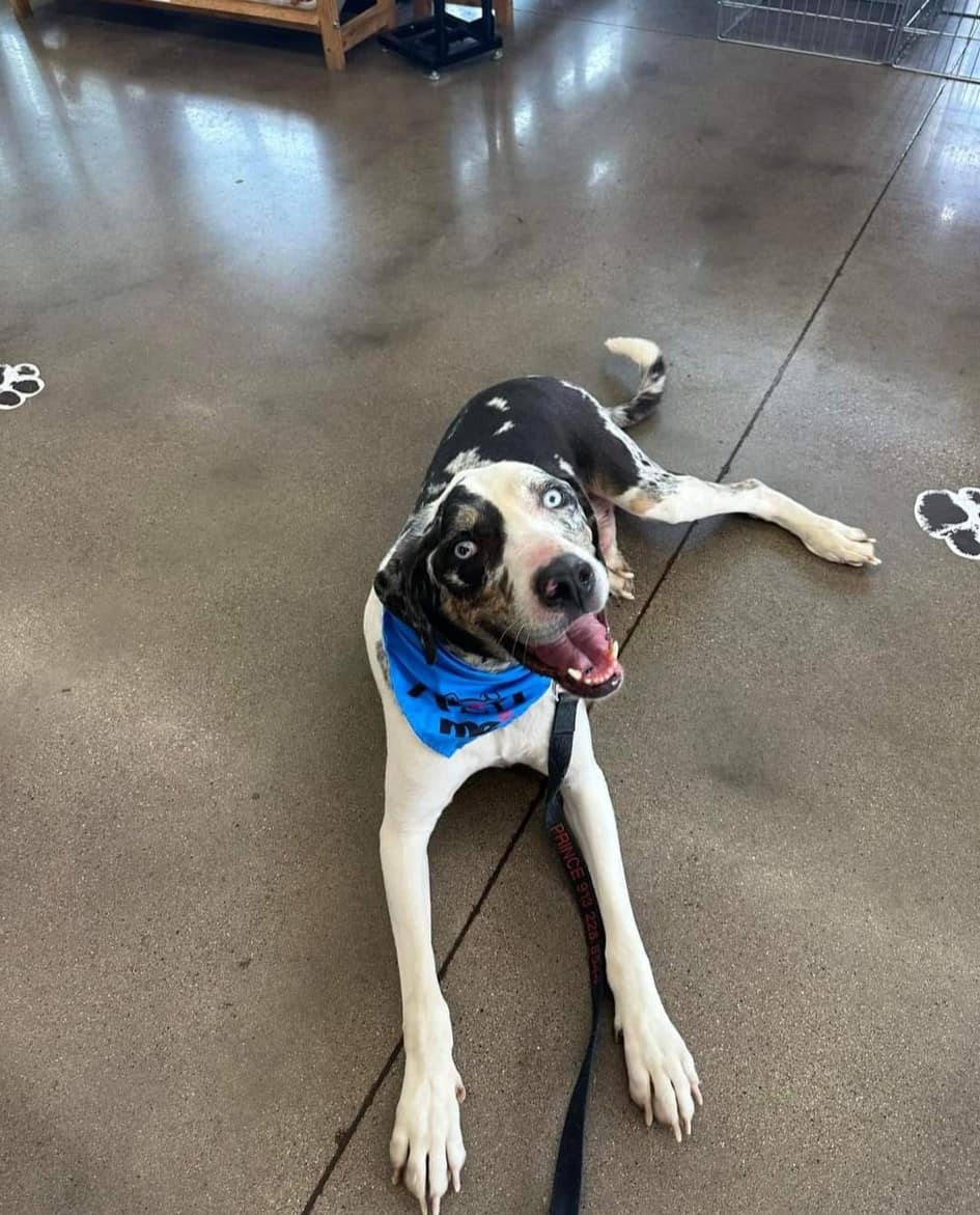 Ernie, an available Catahoula mix, looking toward the camera