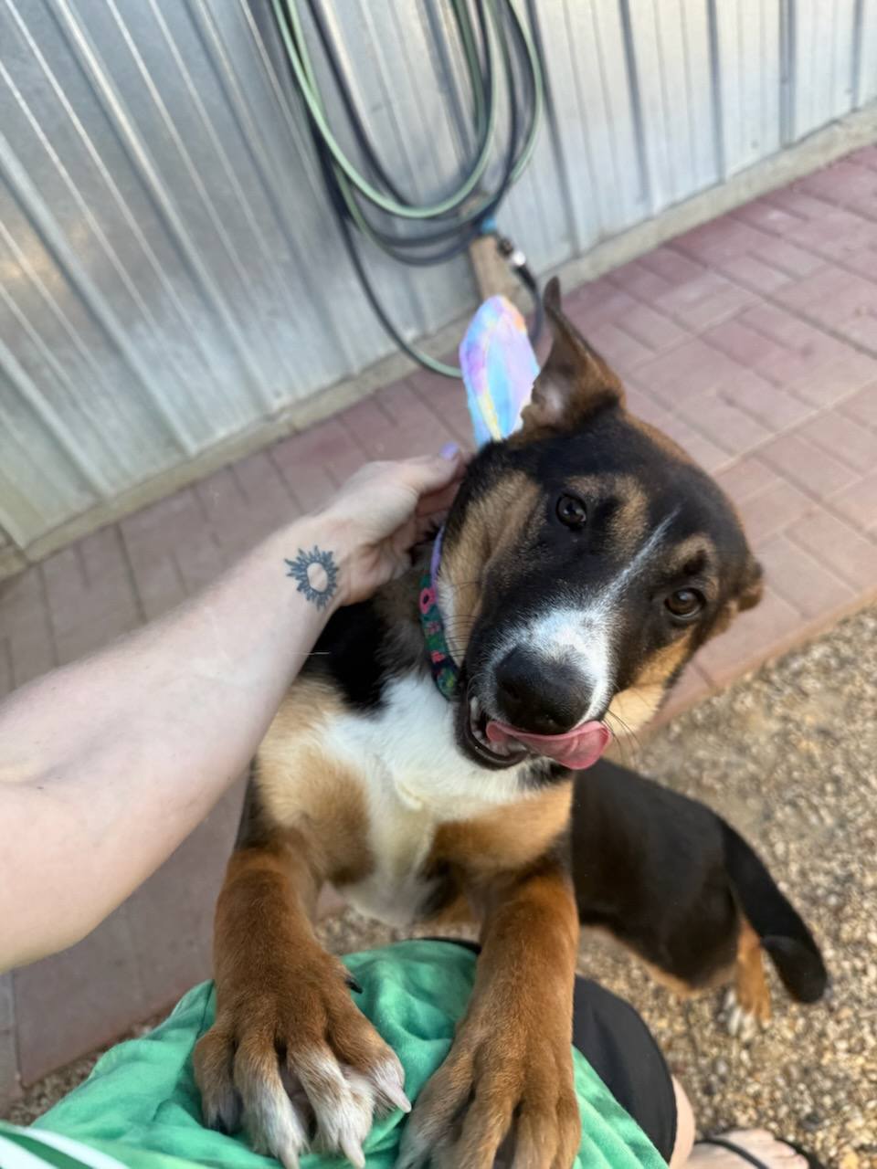 Fiona, an adoptable Shepherd available for adoption in Dallas–Fort Worth