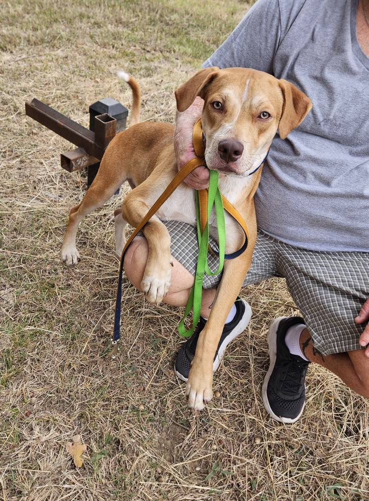 Gator, an adoptable Mixed breed available for adoption in Dallas–Fort Worth