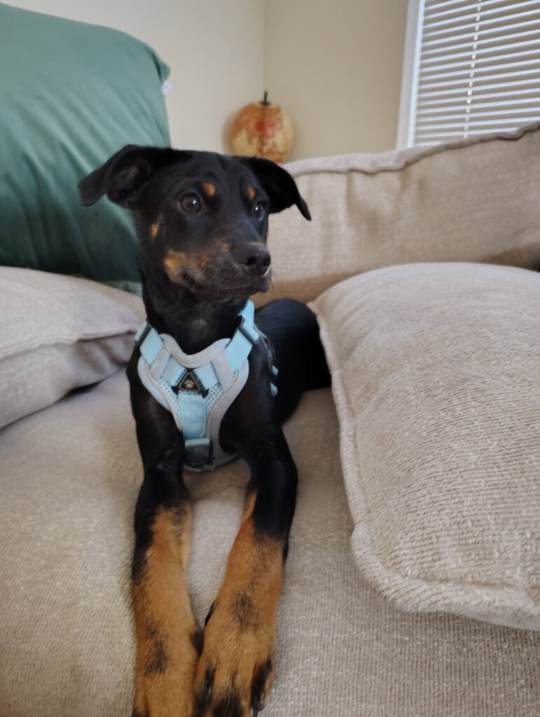 Hampton, an adoptable Mixed breed puppy available for adoption in Dallas–Fort Worth