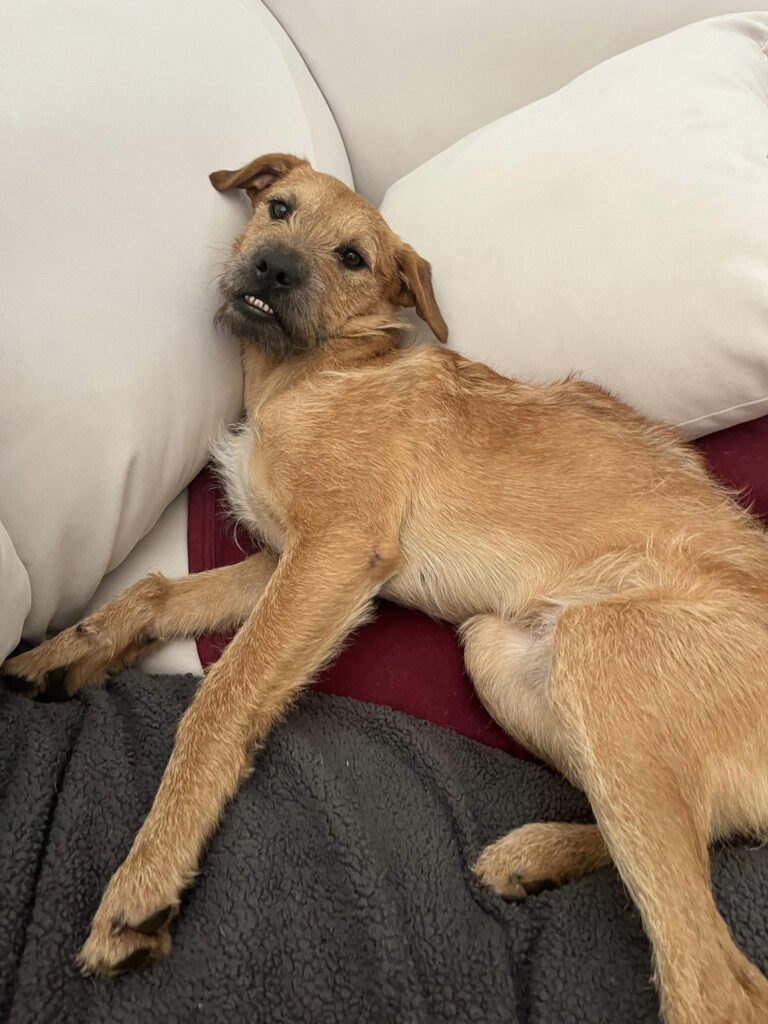 Hank, an adoptable Terrier mix available for adoption in Dallas–Fort Worth