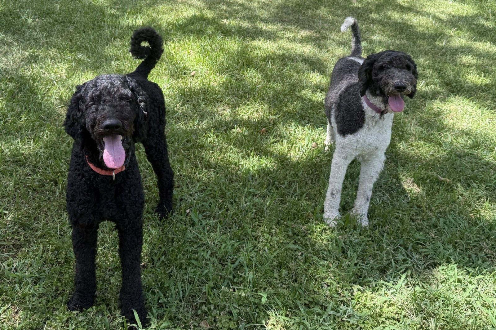 Hank and Heidi, an adoptable Poodles available for adoption in Dallas–Fort Worth