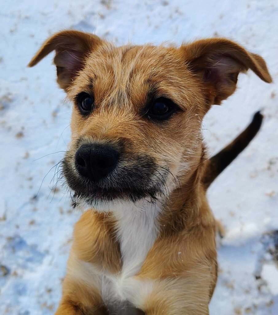 Hazel, an adoptable Mixed breed puppy available for adoption in Dallas–Fort Worth