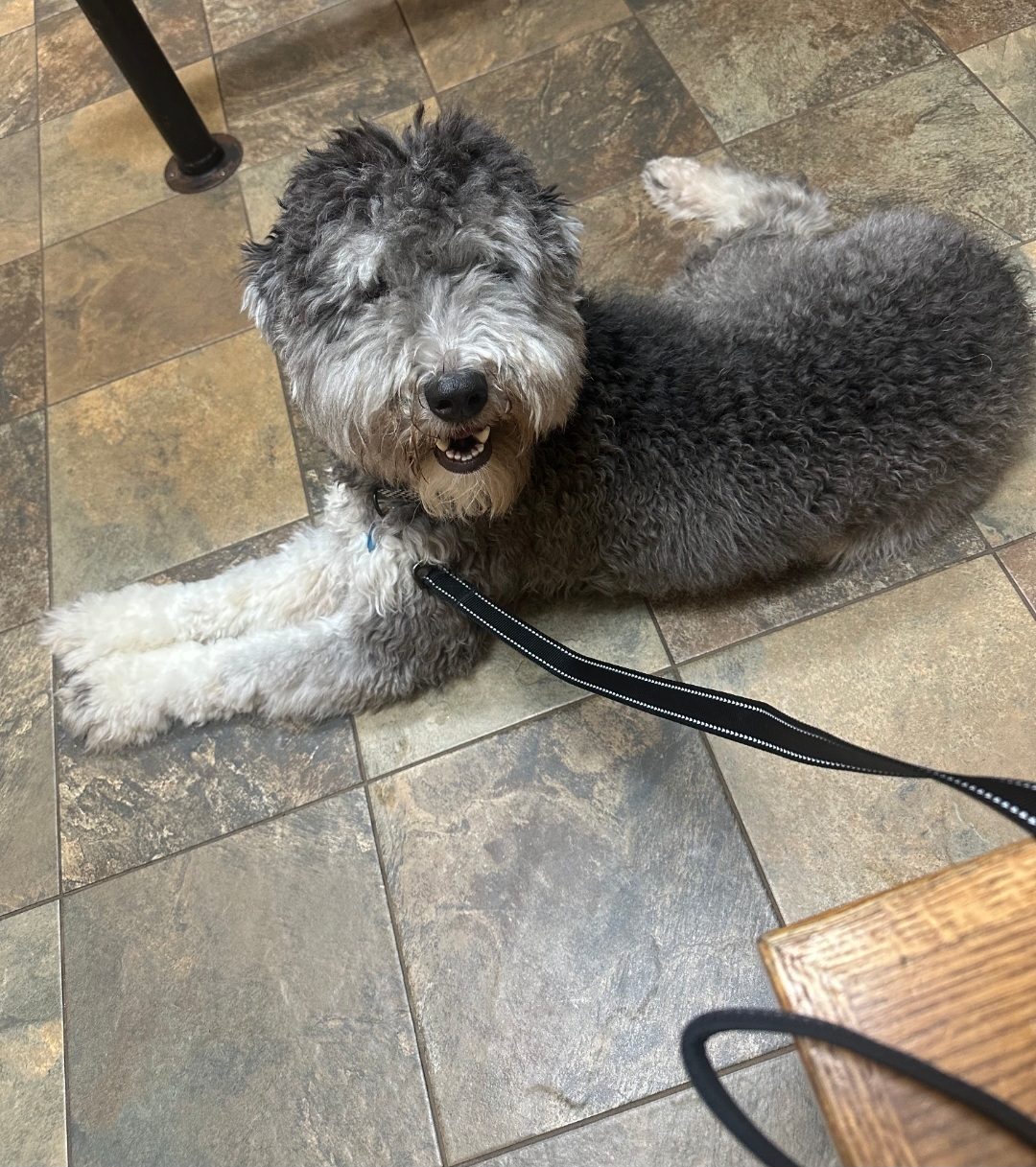 Kylo available for adoption in Dallas–Fort Worth