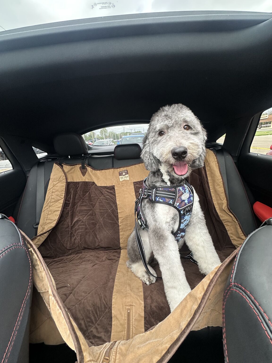 Kylo, an adoptable Doodle mix available for adoption in Dallas–Fort Worth
