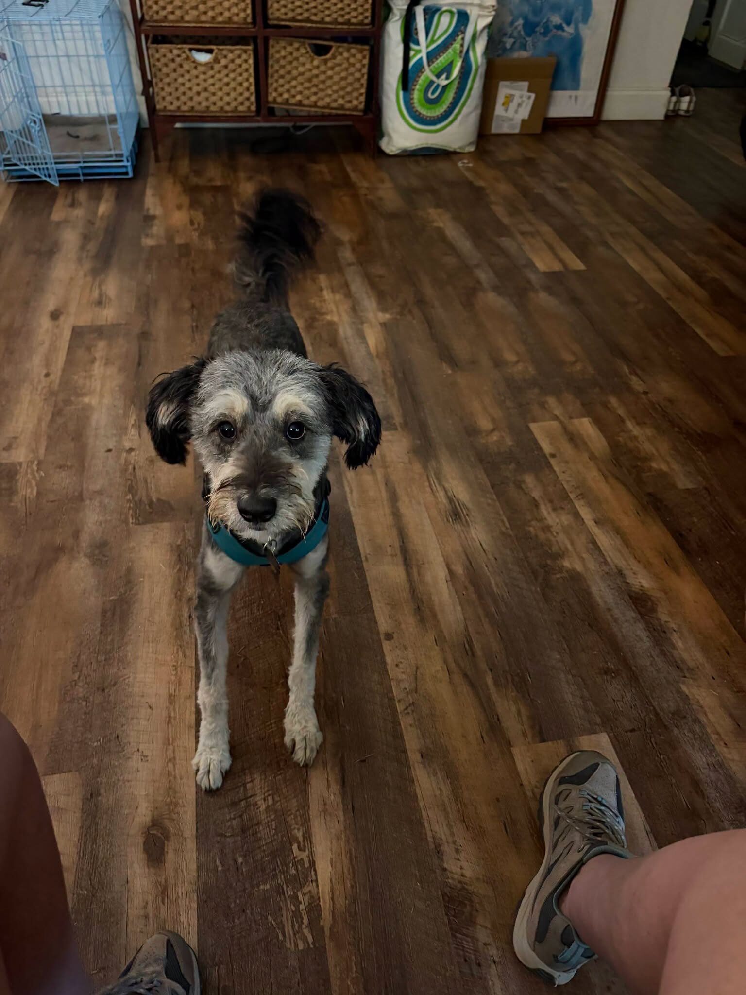 Luna, an adoptable Terrier mix available for adoption in Dallas–Fort Worth
