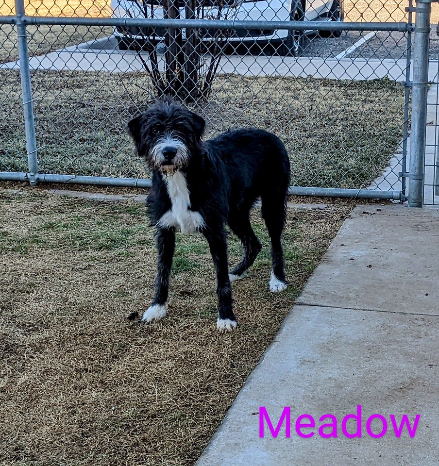 Meadow, an adoptable Doodle available for adoption in Dallas–Fort Worth