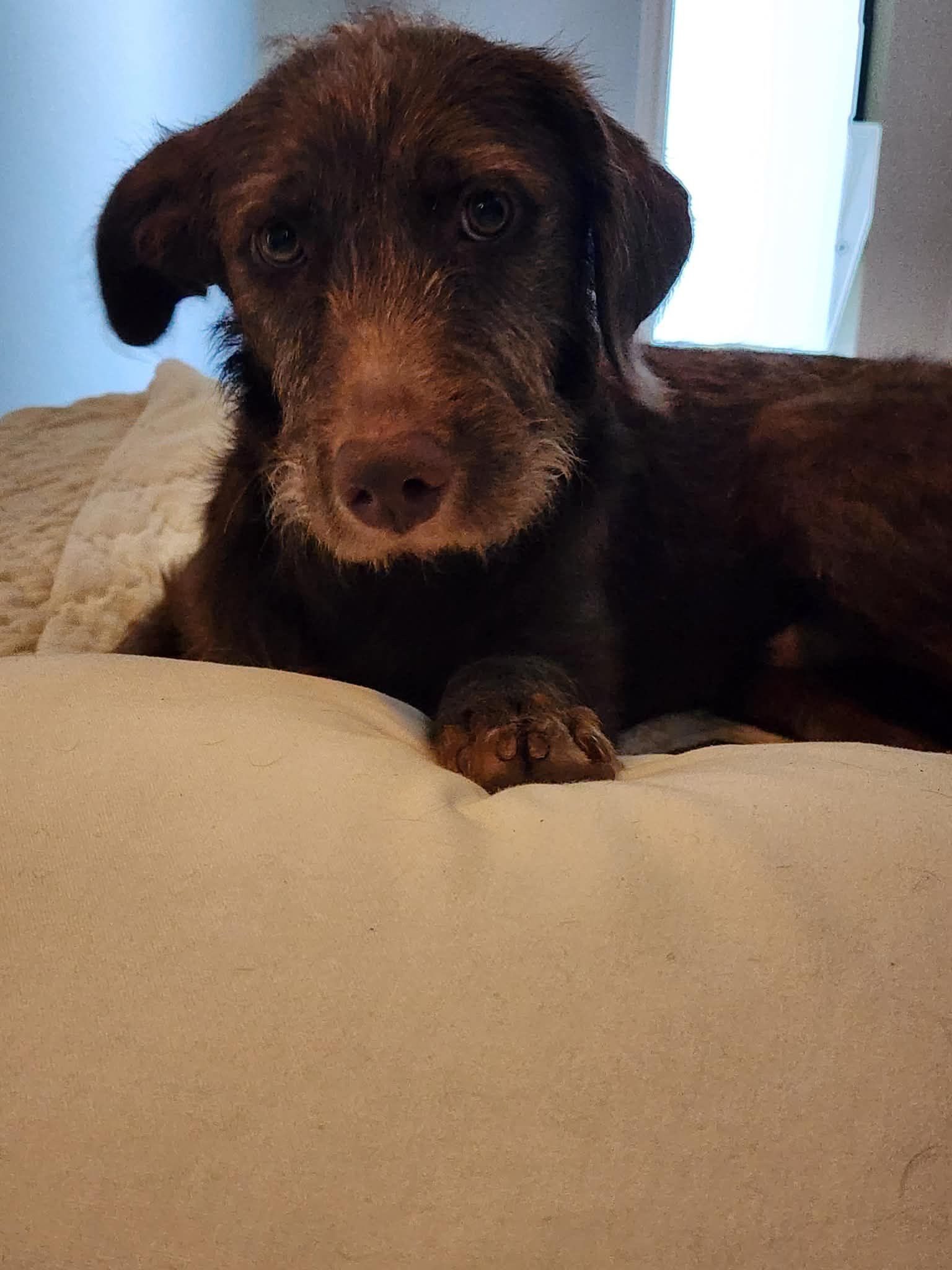 Mulligan available for adoption in Dallas–Fort Worth