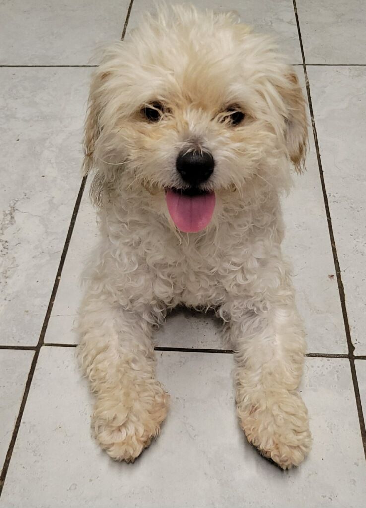 Ollie, an adoptable Terrier mix available for adoption in Dallas–Fort Worth