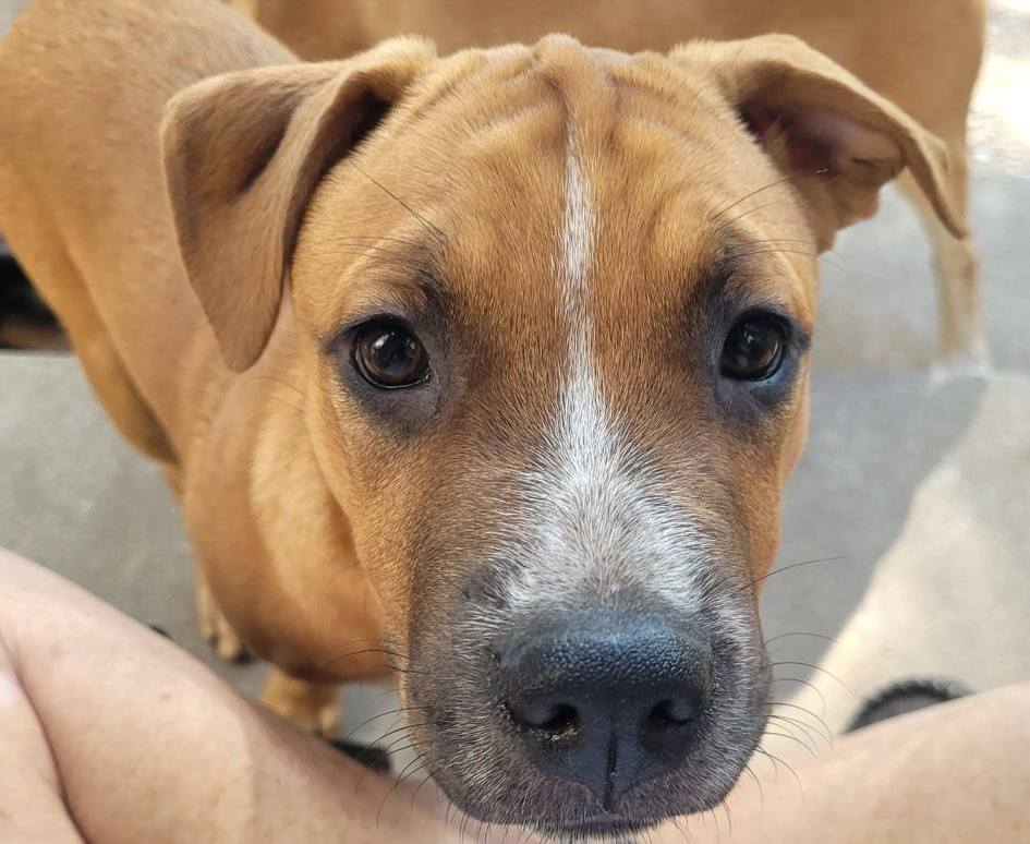 Rooster, an adoptable Lab mix available for adoption in Dallas–Fort Worth