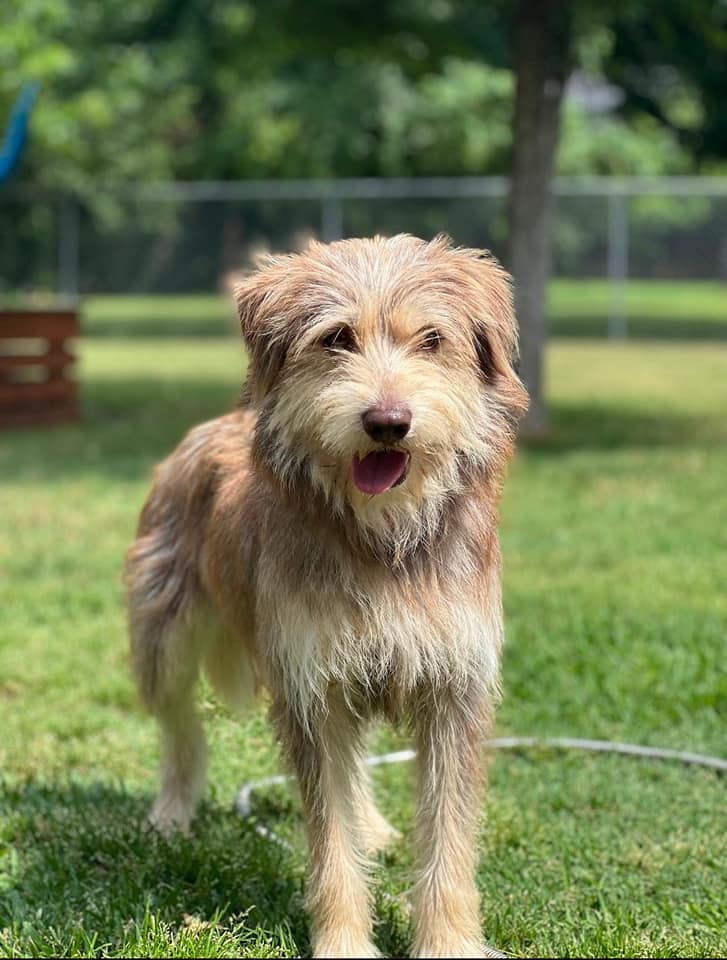 Schaeffer, an adoptable Terrier available for adoption in Dallas–Fort Worth