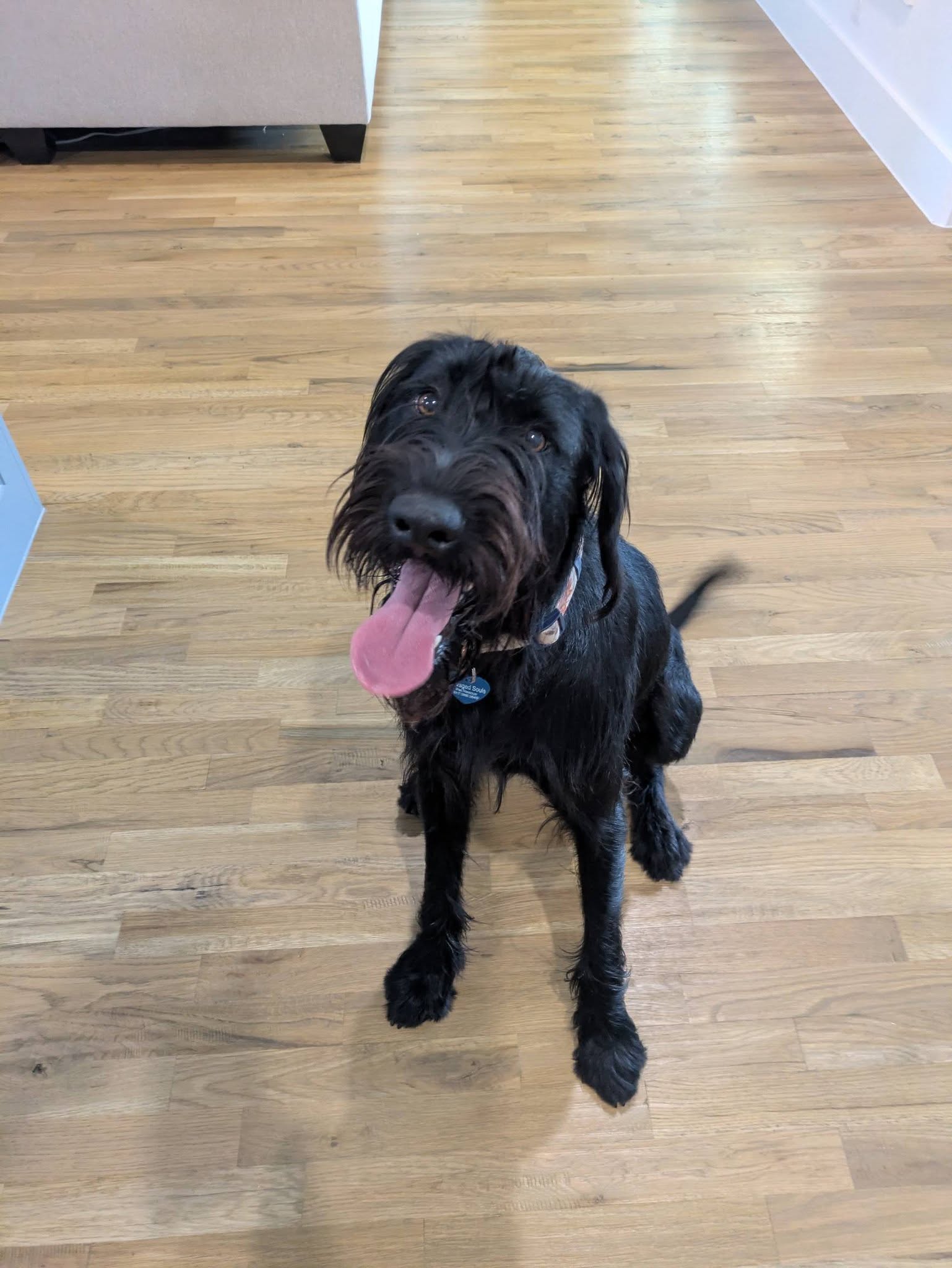 Scout, an adoptable Dog available for adoption in Dallas–Fort Worth