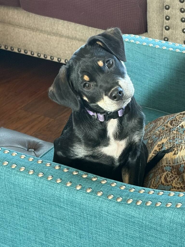 Solomon, an adoptable Mixed breed puppy available for adoption in Dallas–Fort Worth