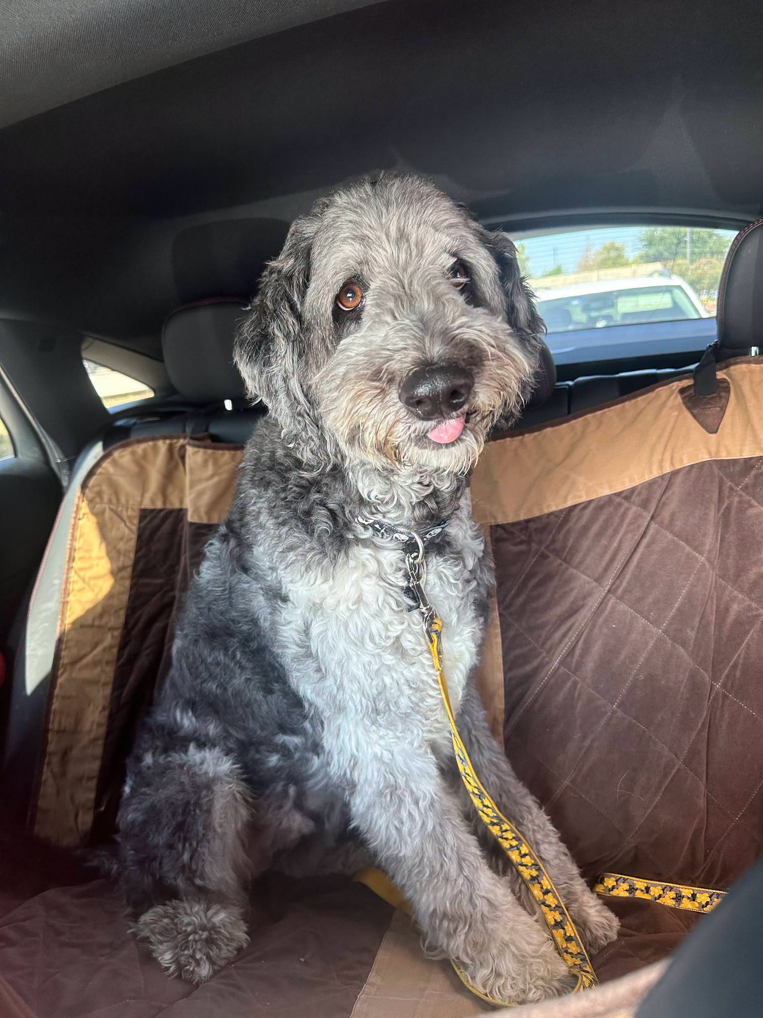 Sully, an adoptable Dog available for adoption in Dallas–Fort Worth