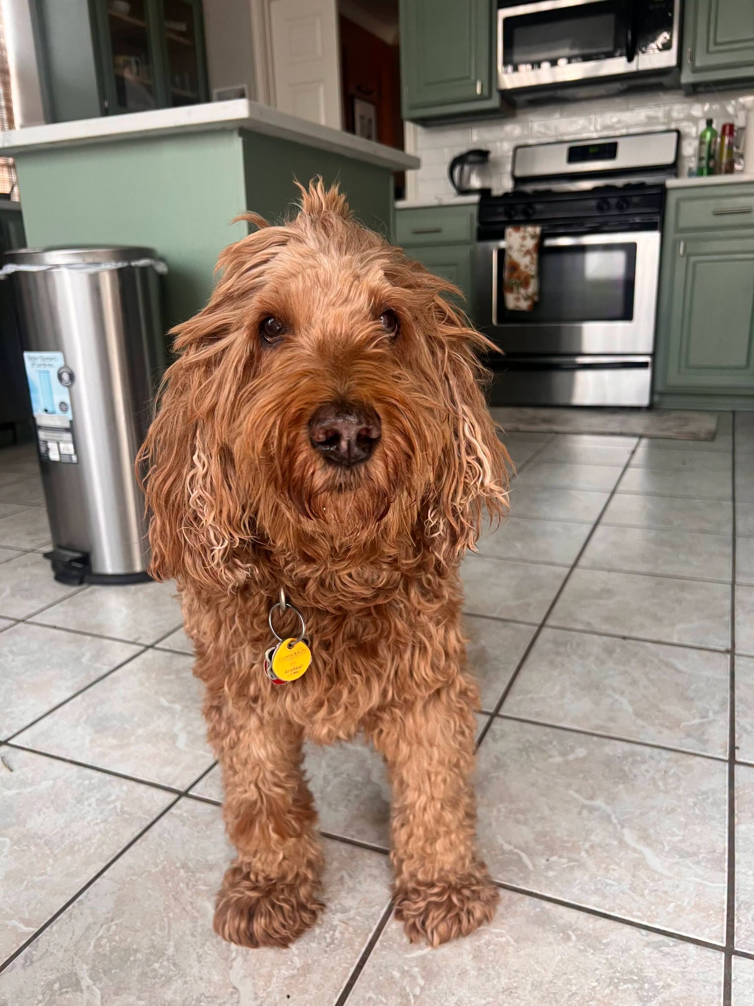 Tebow, an adoptable Doodle available for adoption in Dallas–Fort Worth
