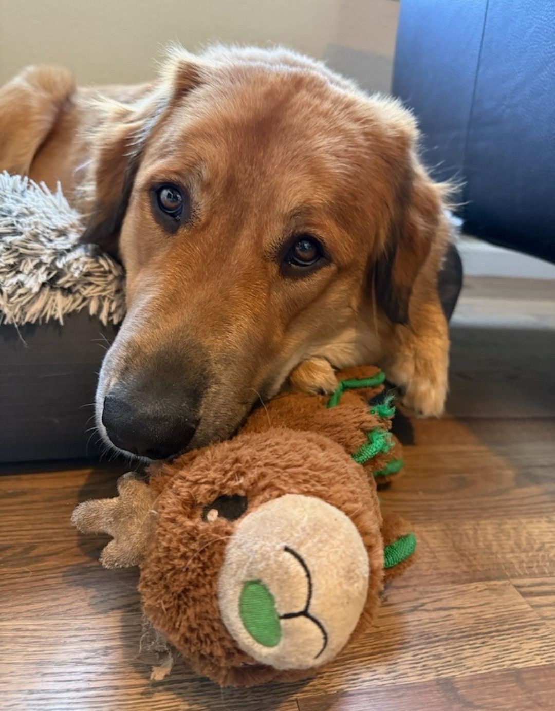 Tilly, an adoptable Pyrenees mix available for adoption in Dallas–Fort Worth