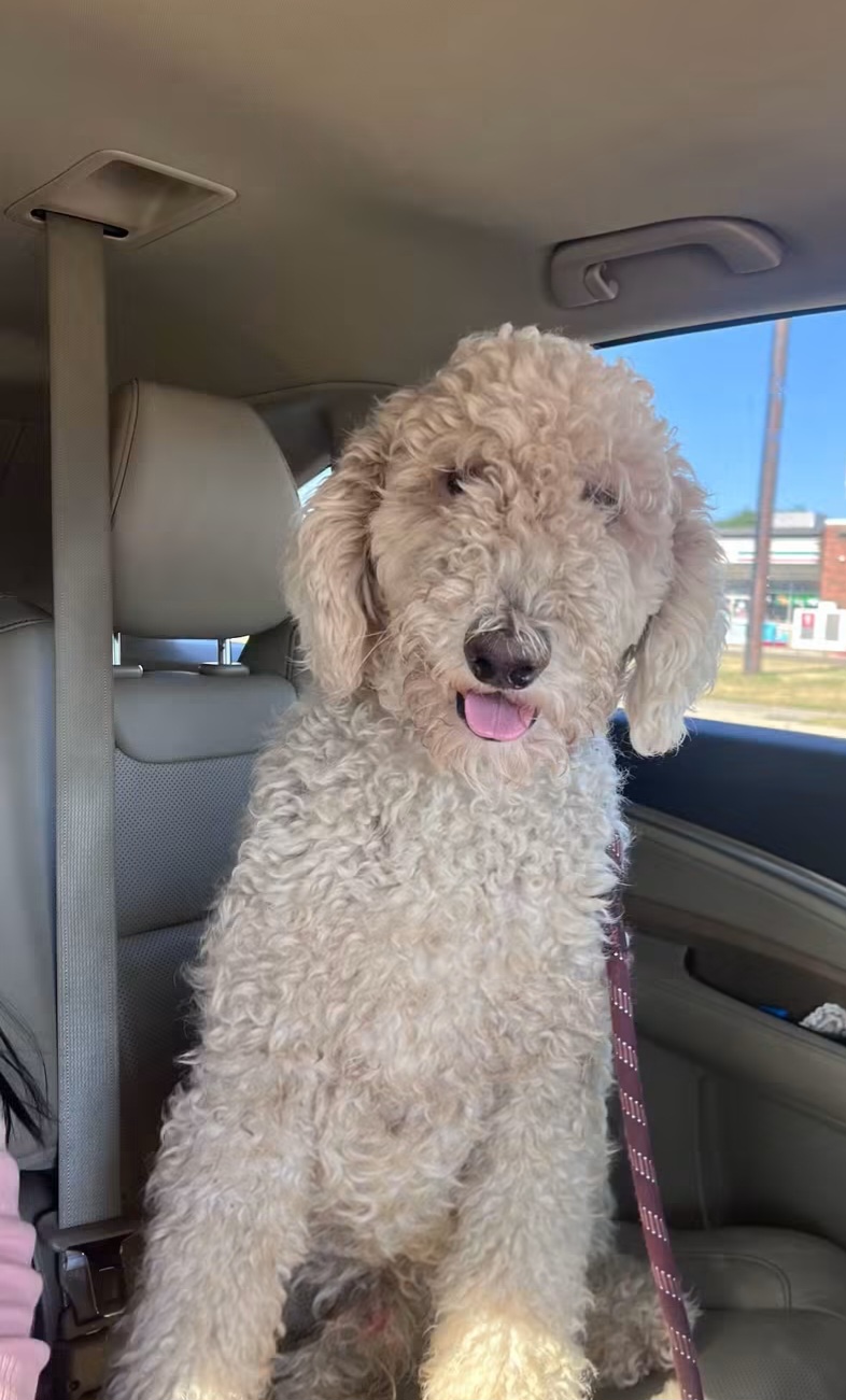 Toby available for adoption in Dallas–Fort Worth