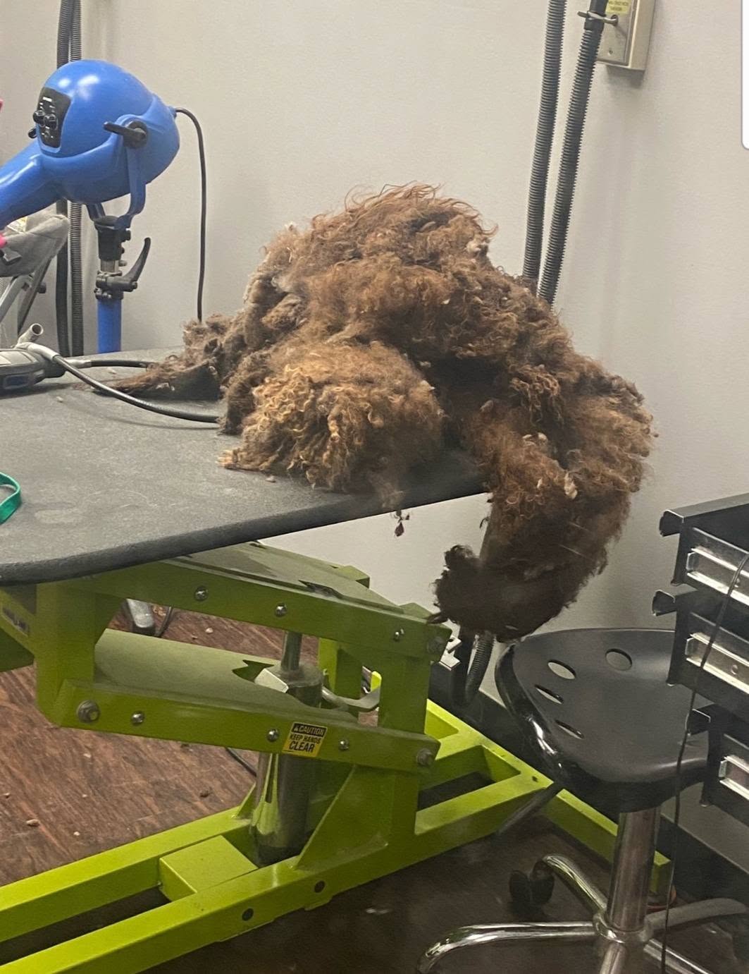 Maple standing on a grooming table, her felted coat hanging off her in thick sheets