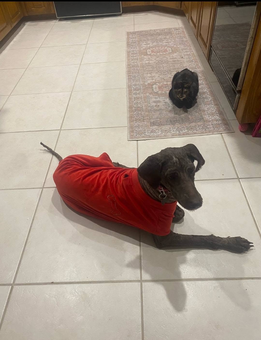 Maple, shaved down and wearing a red fleece sweater, resting on the tile floor of her foster home
