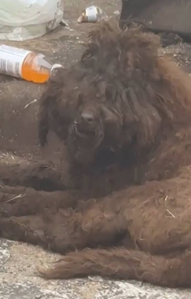 Maple lying on bare ground among scattered litter, her coat matted into thick cords