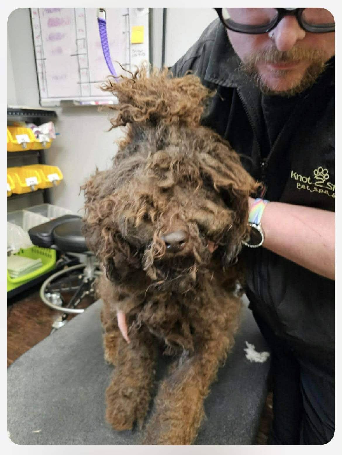 A groomer steadying Maple on a grooming table, her matted coat still covering her eyes